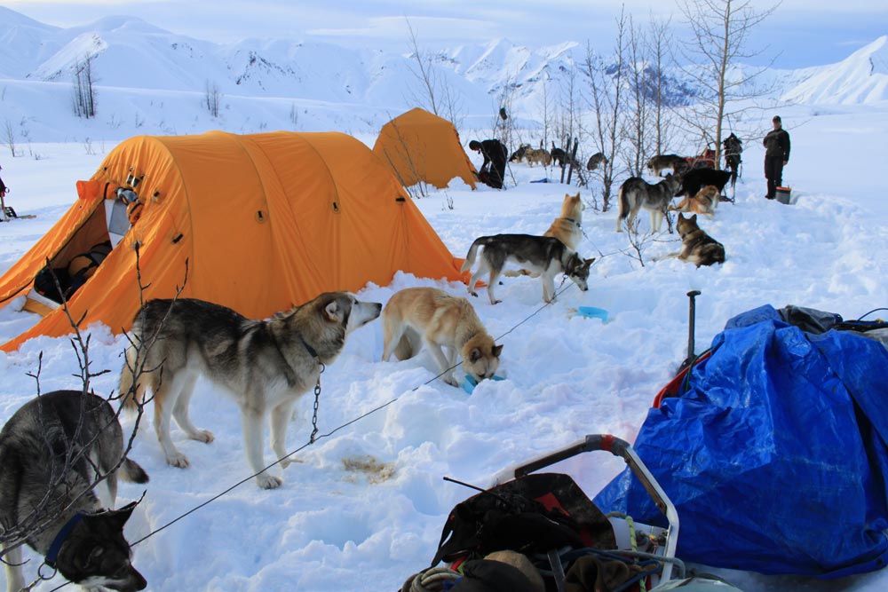 dogs camping near a tent