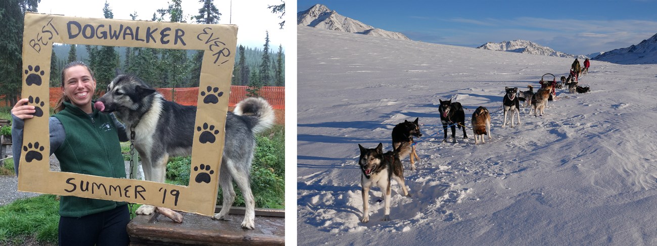 two photos of steward the grey sled dog