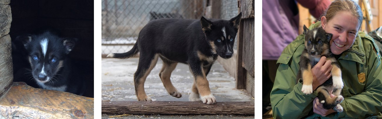 Three photos of a black and brown sled dog puppy