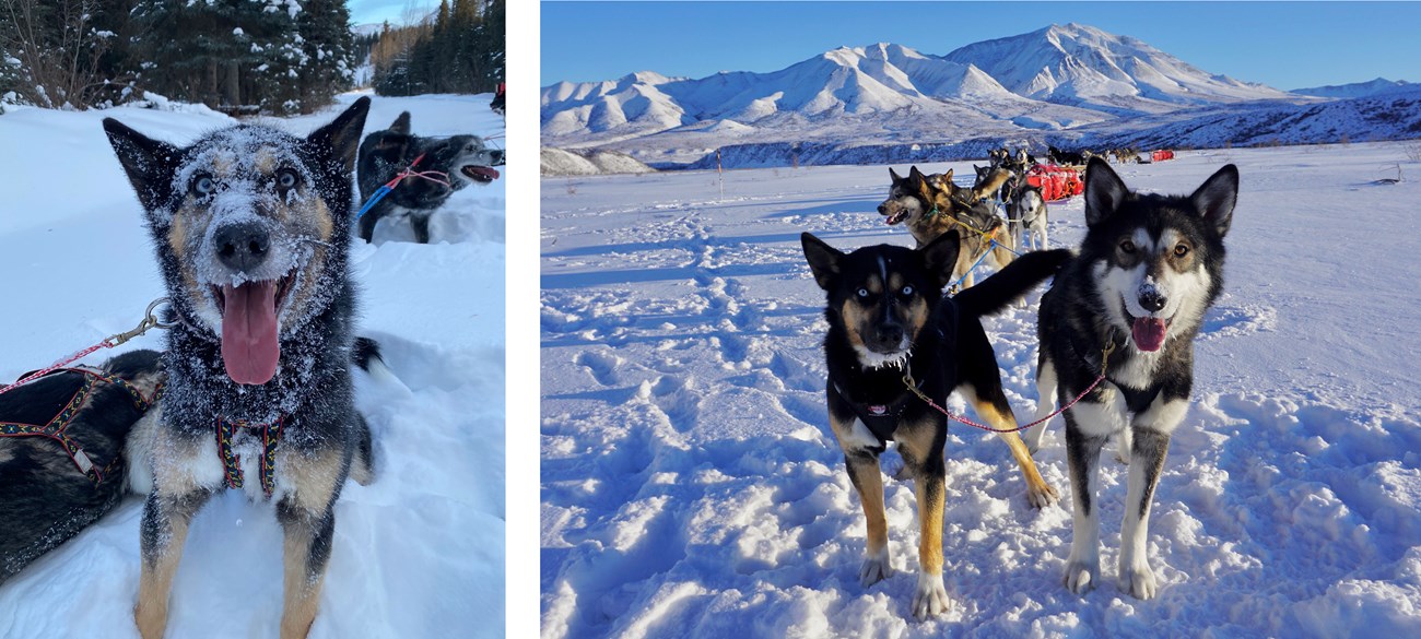 Two photos of a black and brown husky sled dog