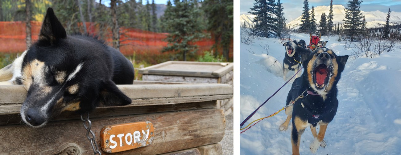 two photos of Story the sled dog