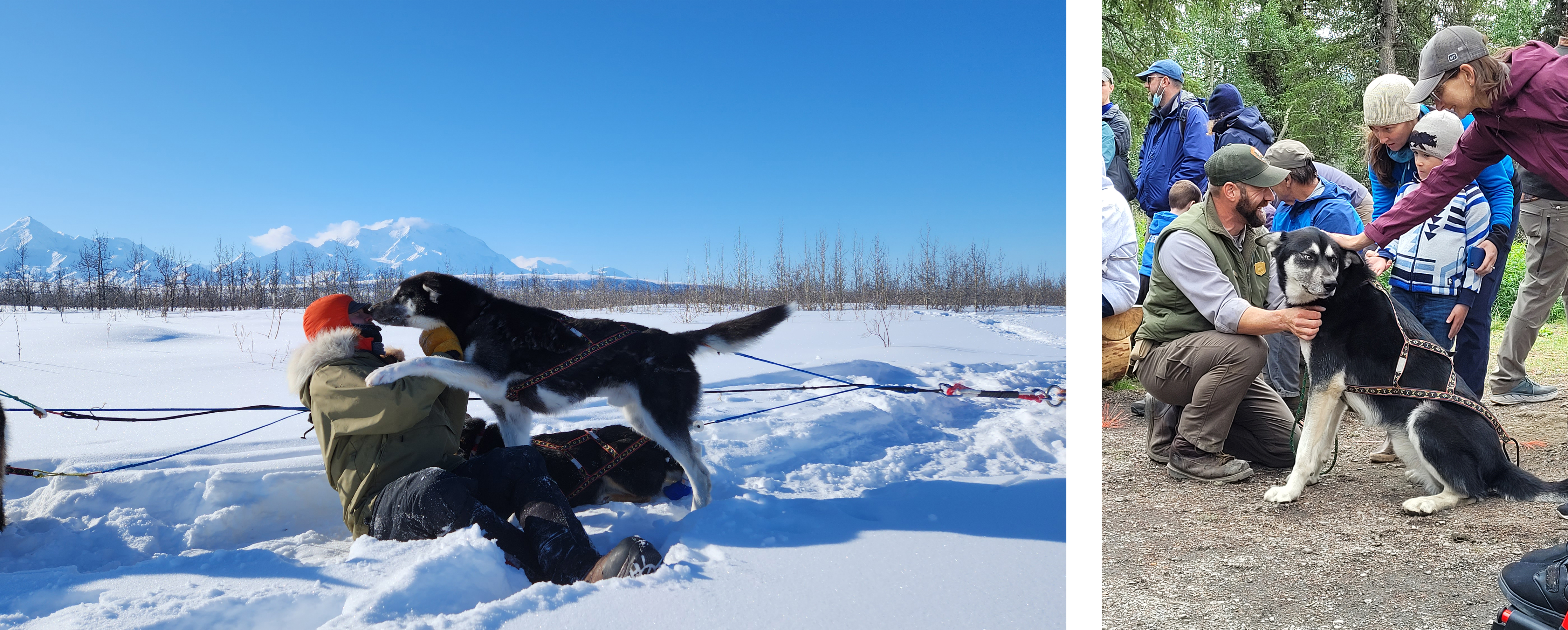 Two photos of a black husky