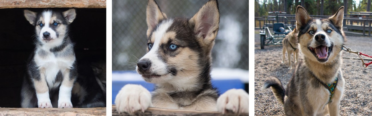 Three photos of a tan and white sled dog growing up