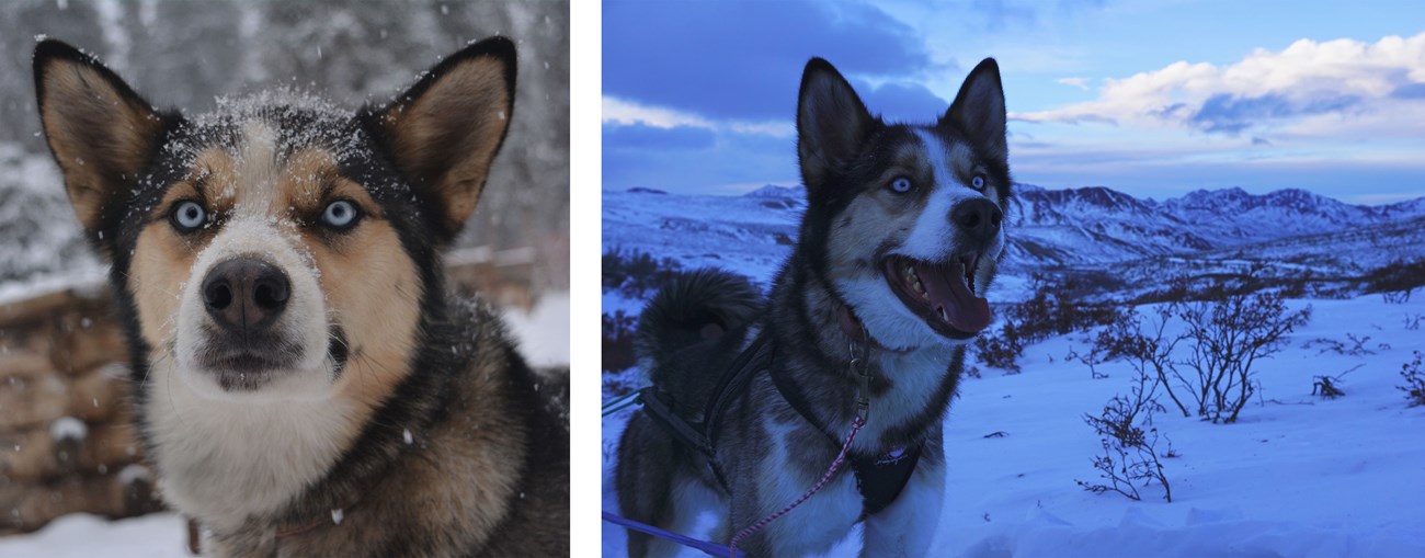 Two photos of Topo the sled dog