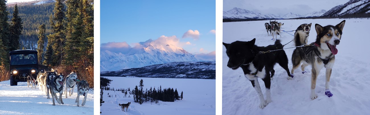 Three photos of Topo the sled dog