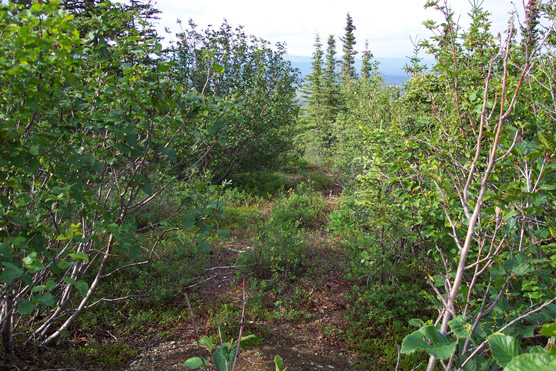 a rough trail through thick brush