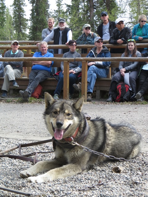 Sled dog resting in front of crowd