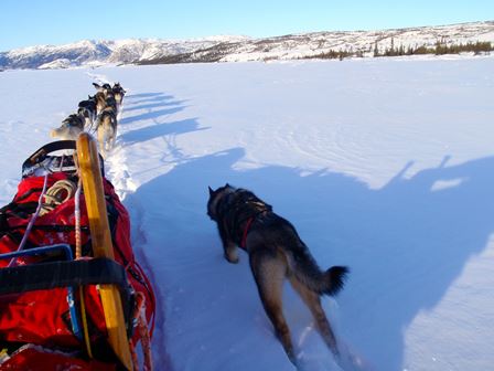Sled dog running next to sled in snow