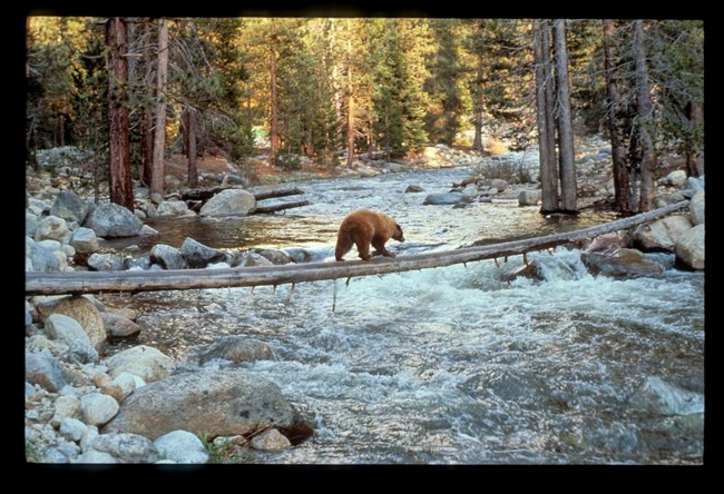 Photo of black bear crossing a log over the river