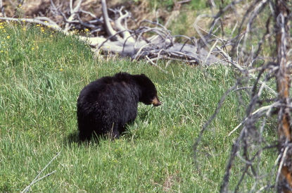 A Black Bear wanders through a grassy opening.