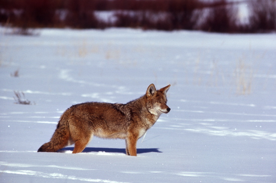 Coyote in snow