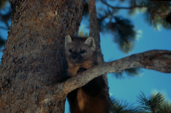 A pine marten in a tree