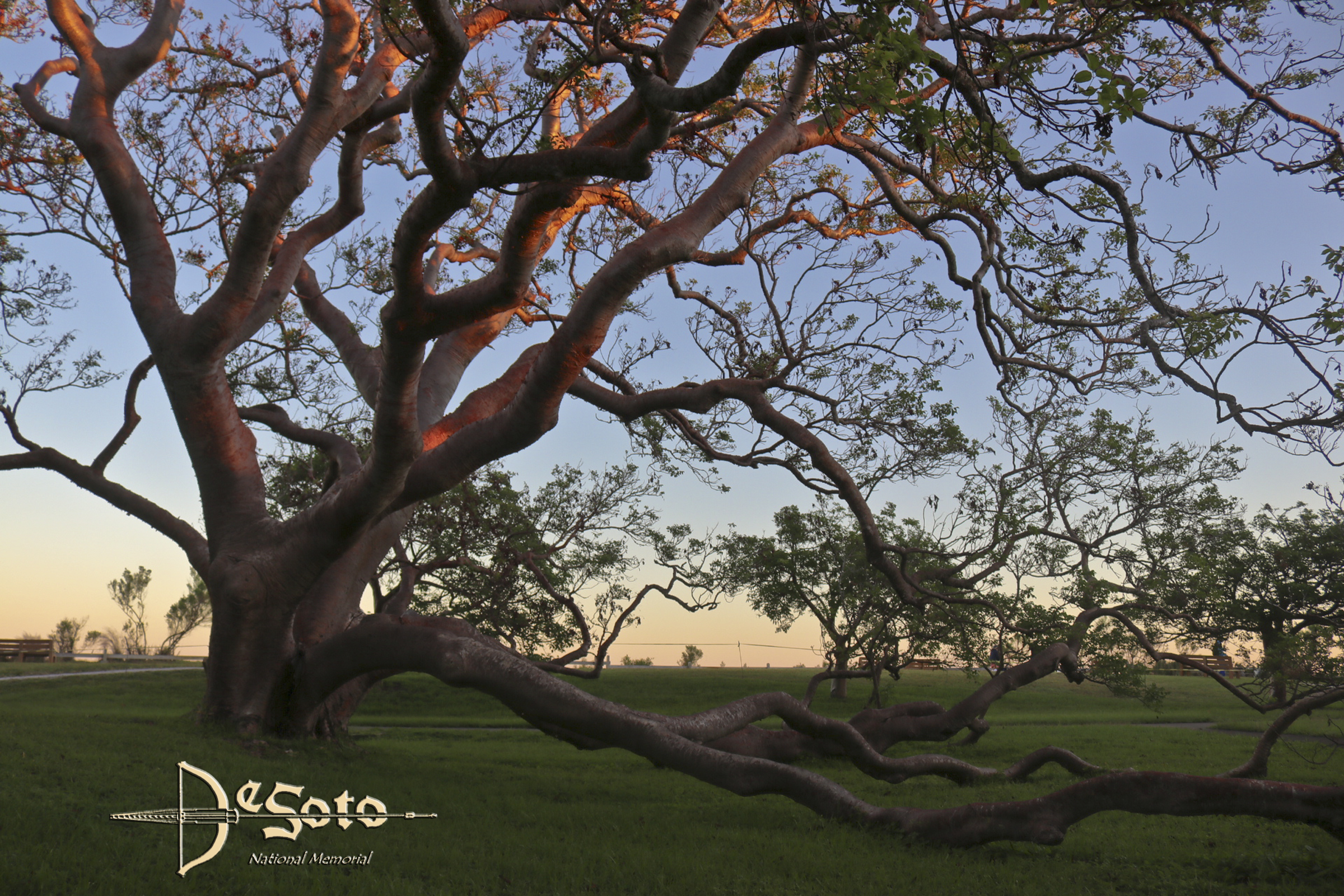 The National Champion Gumbo Limbo