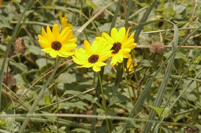 Beach Sunflowers