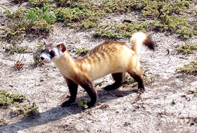 A medium sized weasel with black feet, long body, and a white face with black mask