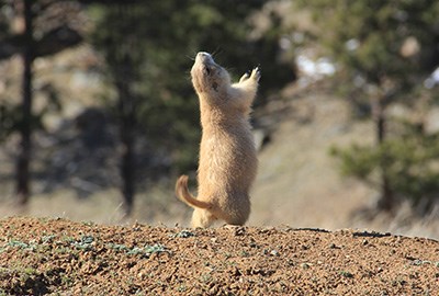 A ground squirrel standing on hind legs with front legs held high and head tilted back.