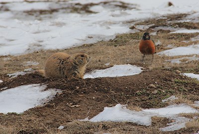 A ground squirrel and small bird sit amidst patches of spring snow.