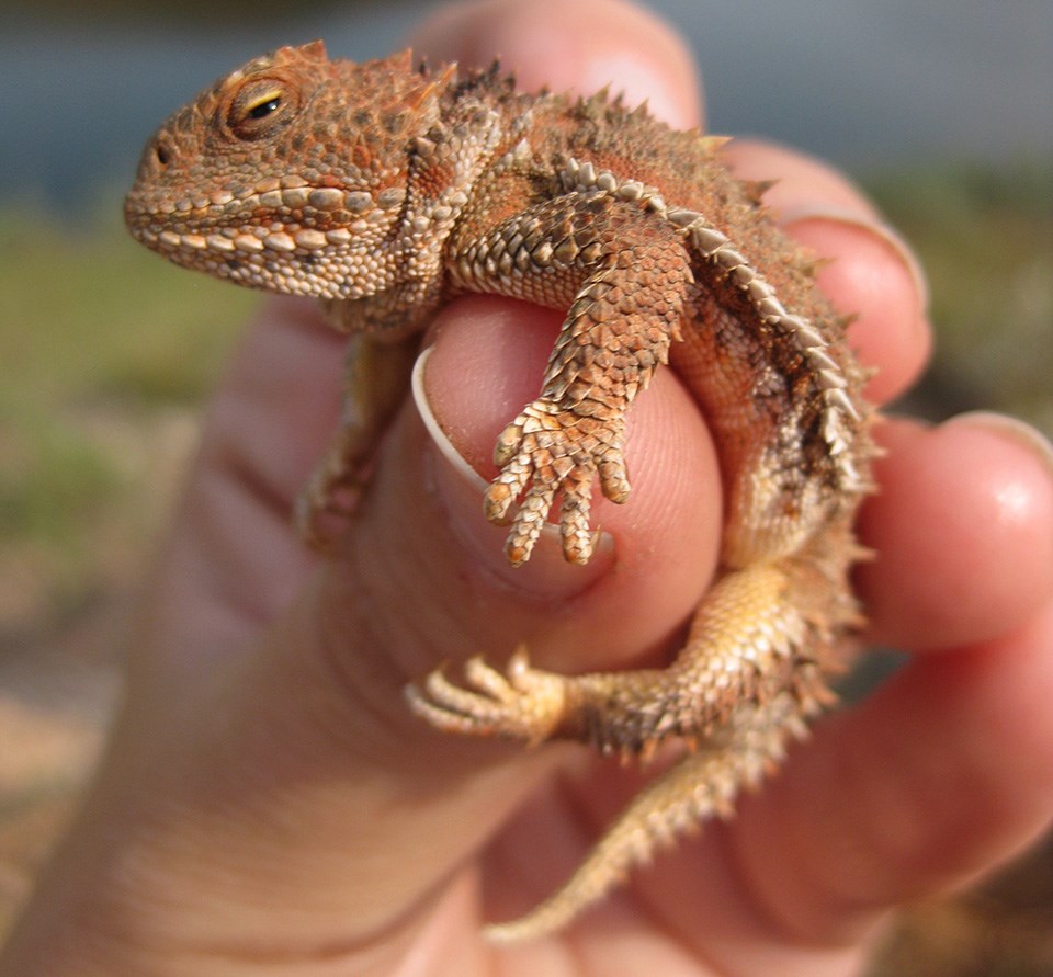 Reptiles Devils Tower National Monument (U.S. National Park Service)