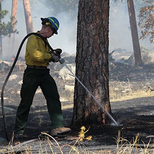 A wildland firefighter dousing smoldering ground at the base of a tree.