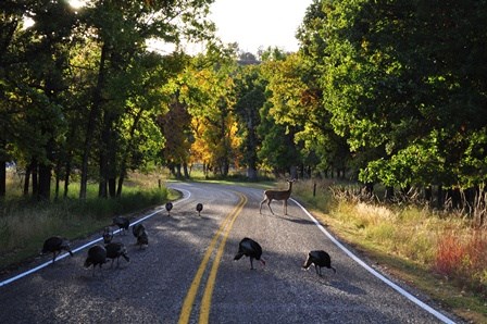 Deer and turkey crossing a road