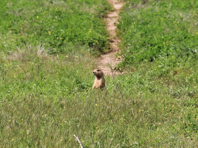 Prairie dog standing up in green grass with dirt hiking trail in background
