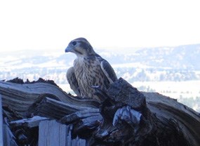 A falcon perched on a pile of wood
