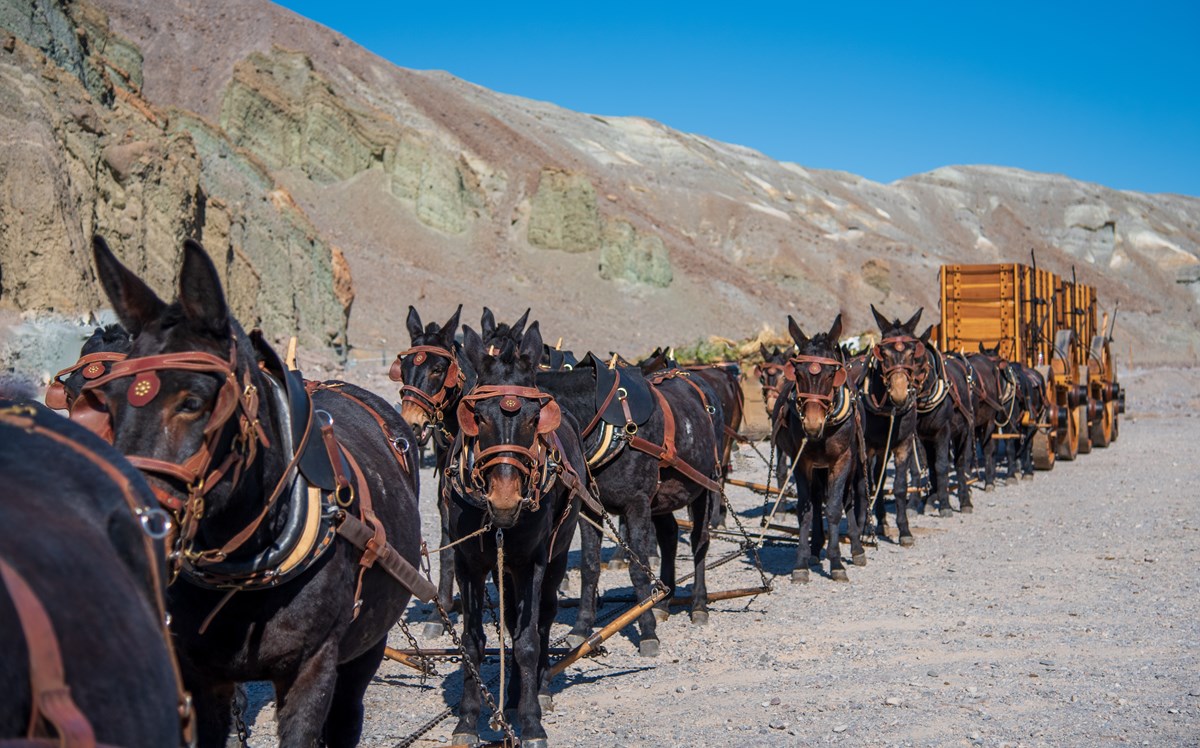 A team of mules pull two wooden wagons with desert hills in the background.