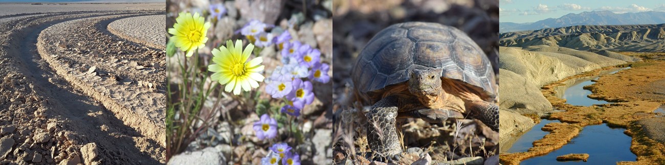 4 pictures side by side. Deep tire tracks in desert soil. Yellow wildflowers. Desert tortoise. Creek below bare desert hills.