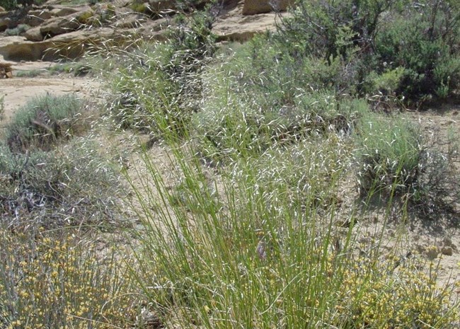 tall grass surrounded by sparse shrubs
