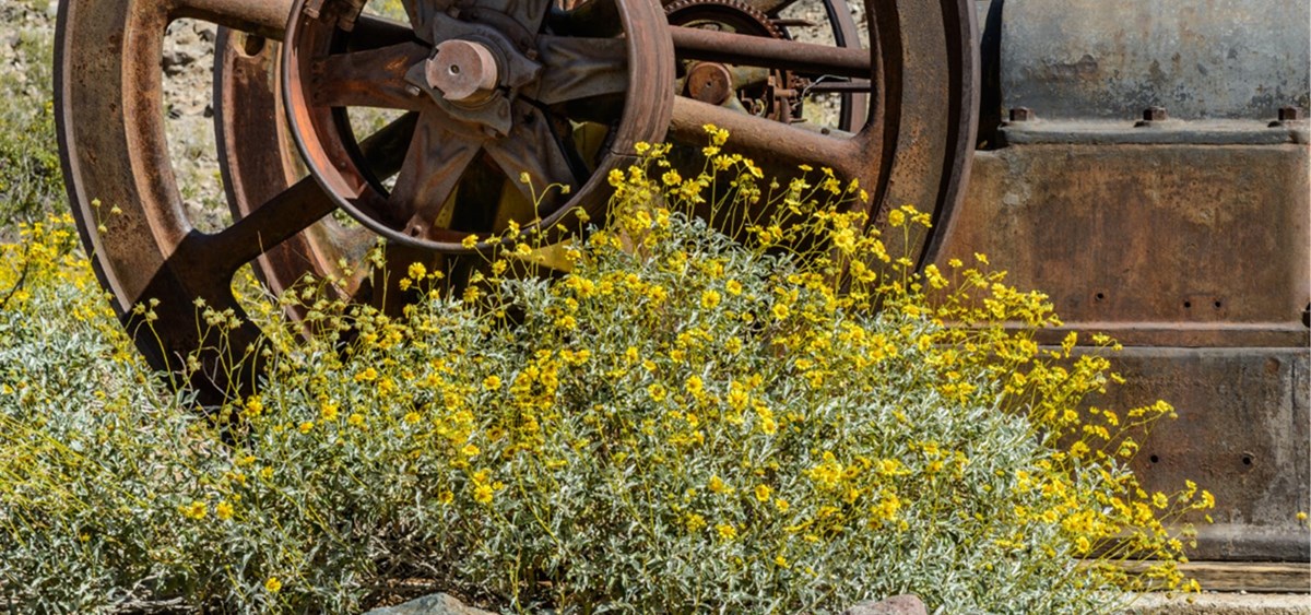 Flowering yellow desert shrub (Brittlebrush) in front of a historic metal wheel.