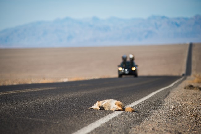 a coyote dead in the road with a vehicle approaching