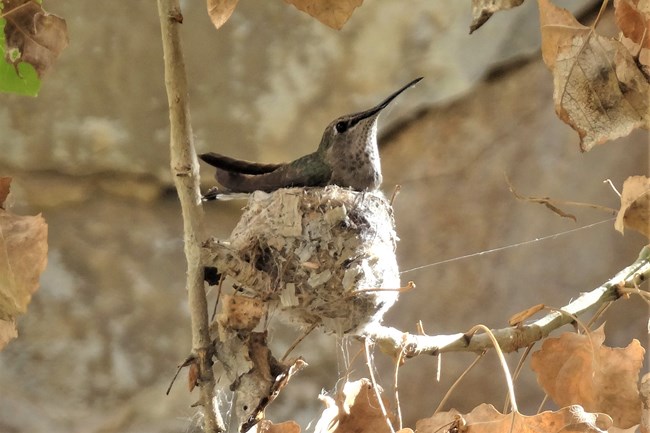 a hummingbird on a nest that blends into the branch