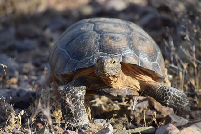 a domed shelled tortoise