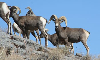 Group of grey sheep with large horns on a rocky slope