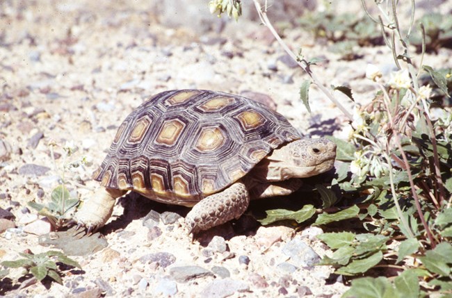 a desert tortoise eating a flower