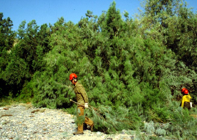 large green trees with a sawyer dressed in bright yellow gear