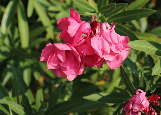 pink flowers and evergreen leaves