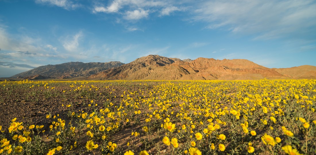 Carpet of yellow flowers cover the valley floor with mountains in the background
