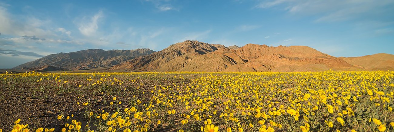 carpet of yellow flowers cover the valley floor with mountains in the background