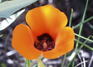 a three petaled orange flower with dark center
