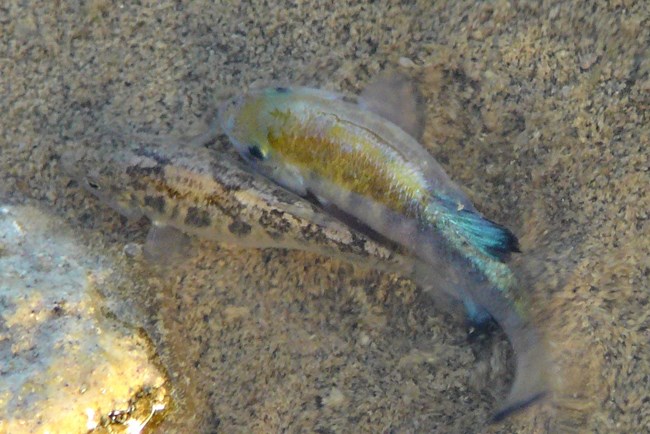 two fish together, one with blue and yellow coloration the other blends in with the sand