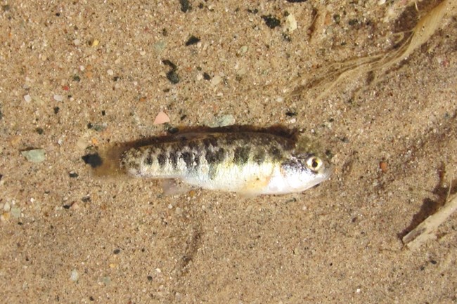 a small silver fish on tan soil