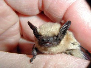 Small bat with blonde body and brown face and ears held in a biologist's hand