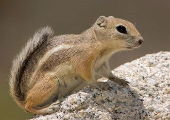 Small tan squirrel perched on a rock