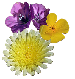Three flowers are arranged together on a white background. The largest, positioned at the bottom, is yellow with many slender petals. Above it, on the left, are two purple flowers with five petals each.