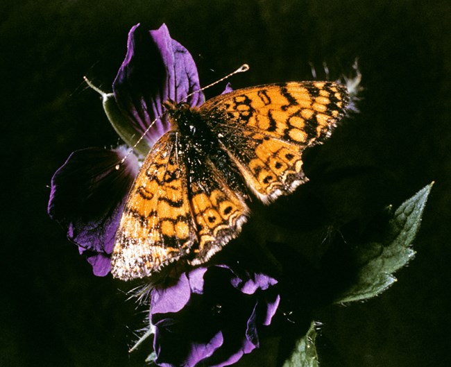 Orange butterfly with brown spots resting on a purple flower