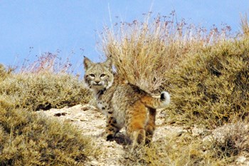spotted cat with ear tufts looking over its shoulder among dessert grasses