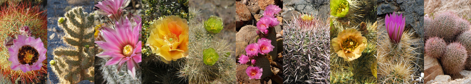 Cactus with pink, orange, yellow, and green blooms