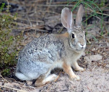 cottontail rabbit looking alert