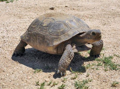 Tortoise walking over grass and gravel